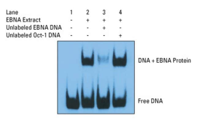 Descubre cómo obtener el subsidio EMAS con esta guía fácil-1