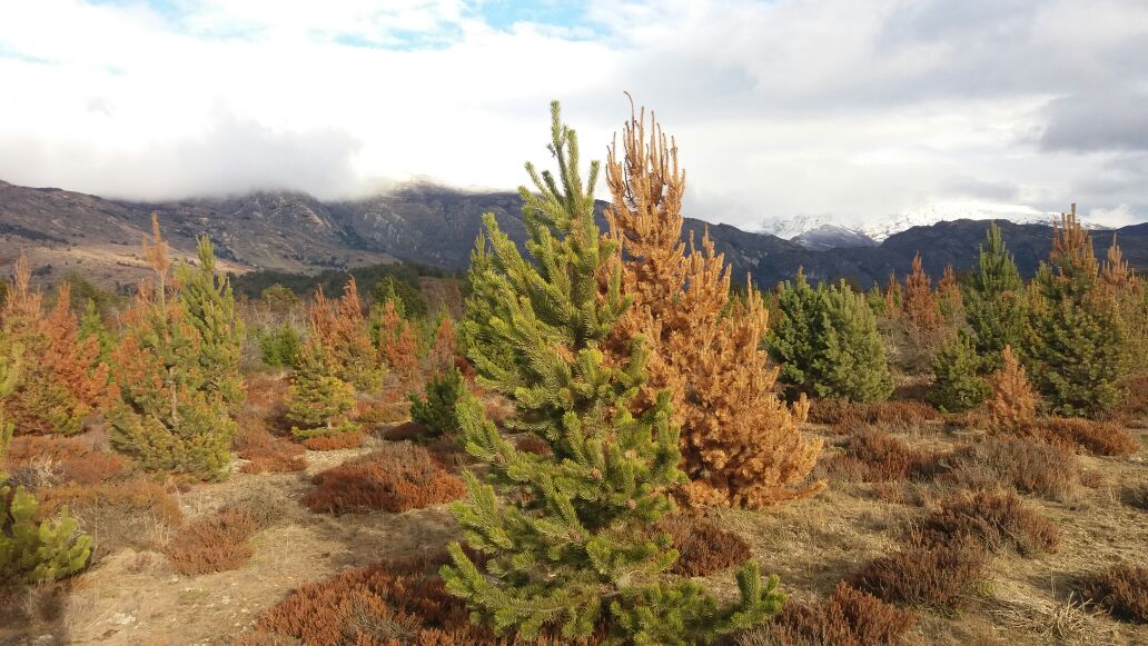 Descubre los beneficios del subsidio forestal en Argentina-1