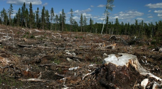 Descubre los beneficios del subsidio forestal en Argentina-2
